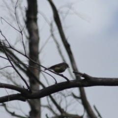 Acanthiza reguloides at Goulburn, NSW - 5 Feb 2022