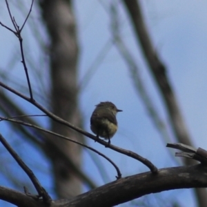 Acanthiza reguloides at Goulburn, NSW - 5 Feb 2022