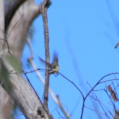 Acanthiza reguloides at Goulburn, NSW - 5 Feb 2022