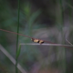 Chrysonoma fascialis (A Concealer moth (Wingia group) at Goulburn, NSW - 3 Feb 2022 by Rixon