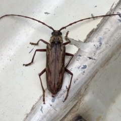 Pachydissus sp. (genus) (Longhorn or longicorn beetle) at Giralang, ACT - 3 Feb 2022 by KMcCue