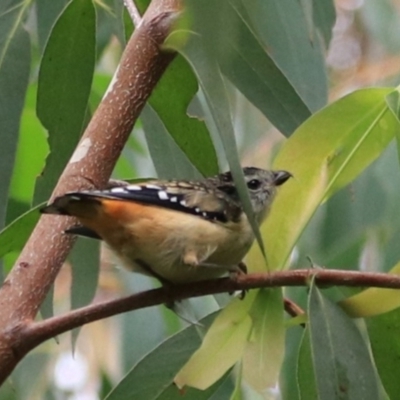 Pardalotus punctatus (Spotted Pardalote) at Goulburn, NSW - 2 Feb 2022 by Rixon