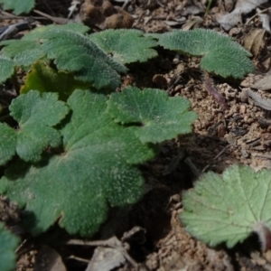 Hydrocotyle laxiflora at Molonglo Valley, ACT - 19 Sep 2020 12:16 PM