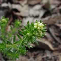 Asperula conferta (Common Woodruff) at Molonglo Valley, ACT - 19 Sep 2020 by JanetRussell