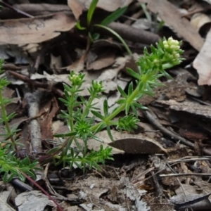 Asperula conferta at Molonglo Valley, ACT - 19 Sep 2020