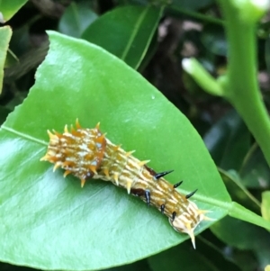 Papilio aegeus at O'Connor, ACT - 2 Feb 2022