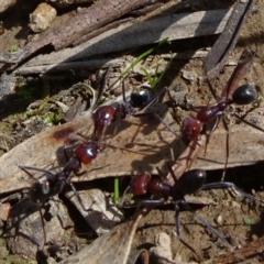 Iridomyrmex purpureus (Meat Ant) at Molonglo Valley, ACT - 19 Sep 2020 by JanetRussell