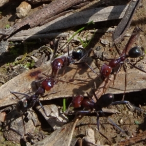 Iridomyrmex purpureus at Molonglo Valley, ACT - 19 Sep 2020