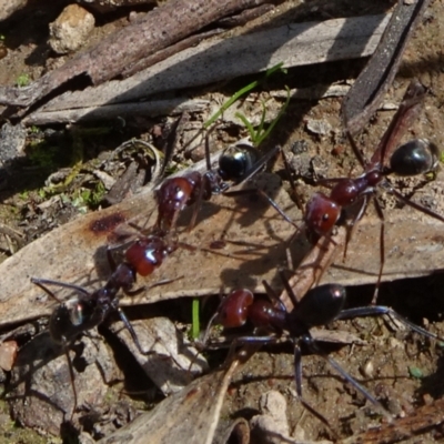 Iridomyrmex purpureus (Meat Ant) at Molonglo Valley, ACT - 19 Sep 2020 by JanetRussell