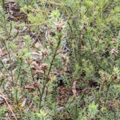 Pultenaea subspicata (Low Bush-pea) at Hackett, ACT - 4 Feb 2022 by abread111