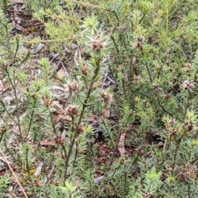 Pultenaea subspicata (Low Bush-pea) at Hackett, ACT - 4 Feb 2022 by abread111