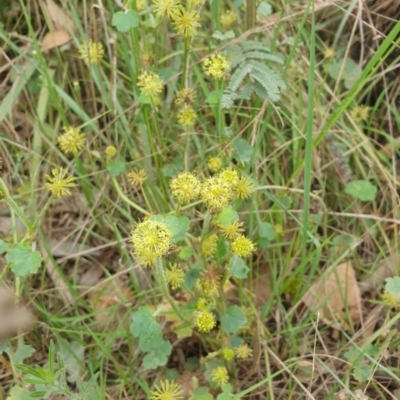 Hydrocotyle laxiflora (Stinking Pennywort) at Goulburn, NSW - 2 Feb 2022 by Rixon