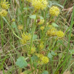 Hydrocotyle laxiflora at Goulburn, NSW - 2 Feb 2022