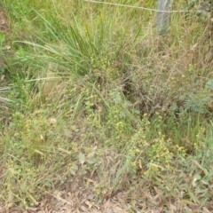 Hydrocotyle laxiflora at Goulburn, NSW - 2 Feb 2022