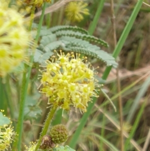 Hydrocotyle laxiflora at Goulburn, NSW - 2 Feb 2022 02:47 PM