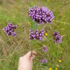 Verbena incompta (Purpletop) at Goulburn, NSW - 2 Feb 2022 by Rixon