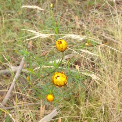 Xerochrysum viscosum (Sticky Everlasting) at Governers Hill Recreation Reserve - 2 Feb 2022 by Rixon
