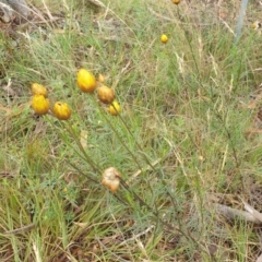 Xerochrysum viscosum at Goulburn, NSW - 2 Feb 2022 02:22 PM