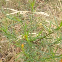 Xerochrysum viscosum at Goulburn, NSW - 2 Feb 2022 02:22 PM