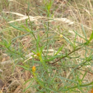 Xerochrysum viscosum at Goulburn, NSW - 2 Feb 2022 02:22 PM