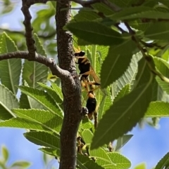 Sceliphron laetum (Common mud dauber wasp) at Murrumbateman, NSW - 5 Feb 2022 by SimoneC