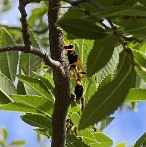 Sceliphron laetum at Murrumbateman, NSW - 5 Feb 2022