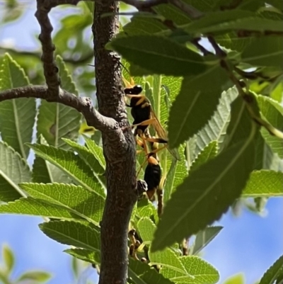 Sceliphron laetum (Common mud dauber wasp) at Murrumbateman, NSW - 5 Feb 2022 by SimoneC