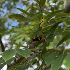 Sceliphron laetum at Murrumbateman, NSW - 5 Feb 2022