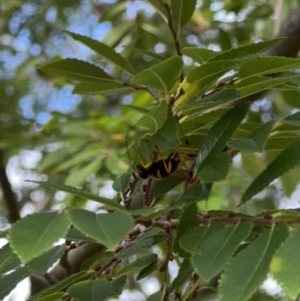 Sceliphron laetum at Murrumbateman, NSW - 5 Feb 2022