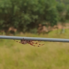 Araneinae (subfamily) (Orb weaver) at Boxers Creek, NSW - 2 Feb 2022 by Rixon