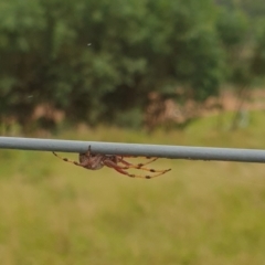 Unidentified Spider (Araneae) at Boxers Creek, NSW - 2 Feb 2022 by Rixon