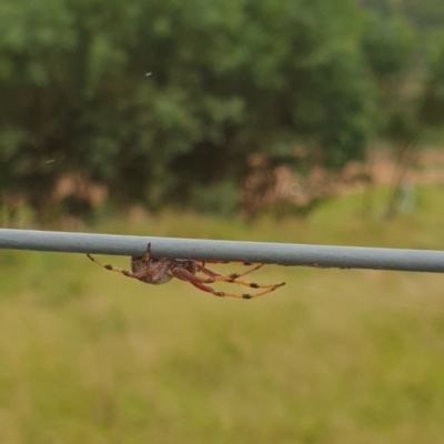 Araneinae (subfamily) (Orb weaver) at Boxers Creek, NSW - 2 Feb 2022 by Rixon