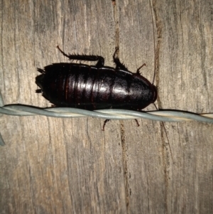 Platyzosteria melanaria at Paddys River, ACT - 5 Feb 2022 08:48 PM