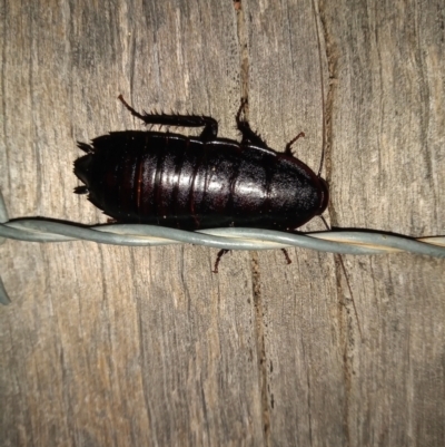 Platyzosteria melanaria (Common Eastern Litter Runner) at Paddys River, ACT - 5 Feb 2022 by michaelb