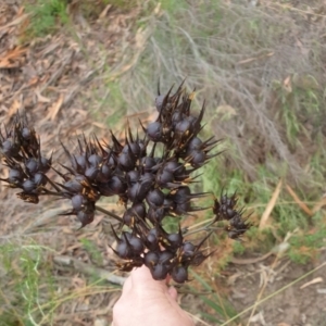 Haemodorum planifolium at Goulburn, NSW - 2 Feb 2022 04:18 PM