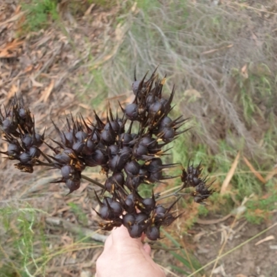 Haemodorum planifolium (Bloodroot) at Governers Hill Recreation Reserve - 2 Feb 2022 by Rixon