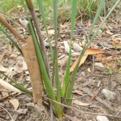 Haemodorum planifolium at Goulburn, NSW - 2 Feb 2022 04:18 PM