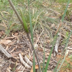 Haemodorum planifolium at Goulburn, NSW - 2 Feb 2022 04:18 PM