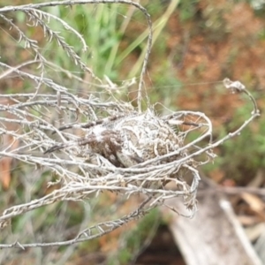 Backobourkia sp. (genus) at Goulburn, NSW - 2 Feb 2022