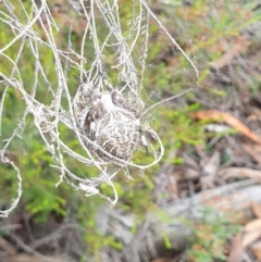 Backobourkia sp. (genus) at Goulburn, NSW - 2 Feb 2022