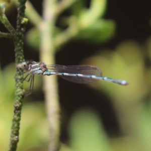 Austrolestes leda at Kaleen, ACT - 4 Feb 2022 01:26 PM