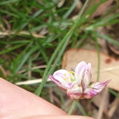 Laxmannia gracilis (Slender Wire Lily) at Goulburn, NSW - 5 Feb 2022 by Rixon