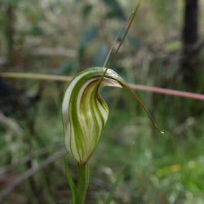 Diplodium fischii (Fisch's greenhood) at Cotter River, ACT - 5 Feb 2022 by RobG1