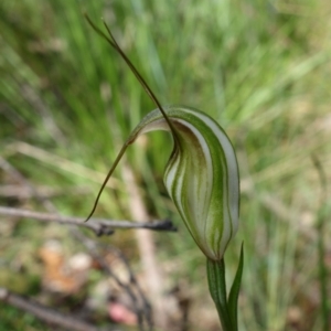 Diplodium fischii at suppressed - suppressed