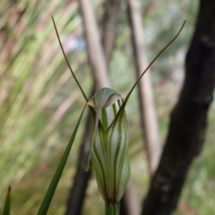 Diplodium fischii at suppressed - suppressed