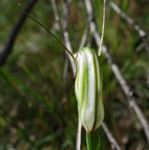 Diplodium fischii at suppressed - suppressed