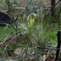 Diplodium fischii at suppressed - suppressed