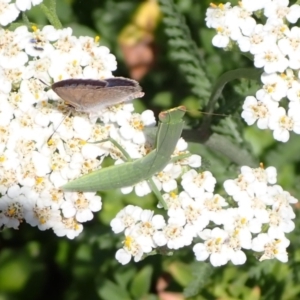 Orthodera ministralis at Murrumbateman, NSW - 28 Jan 2022