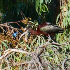 Plegadis falcinellus (Glossy Ibis) at Maude, NSW - 4 Feb 2022 by MB