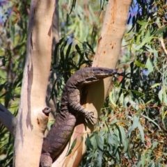 Varanus varius (Lace Monitor) at Maude, NSW - 3 Feb 2022 by MB